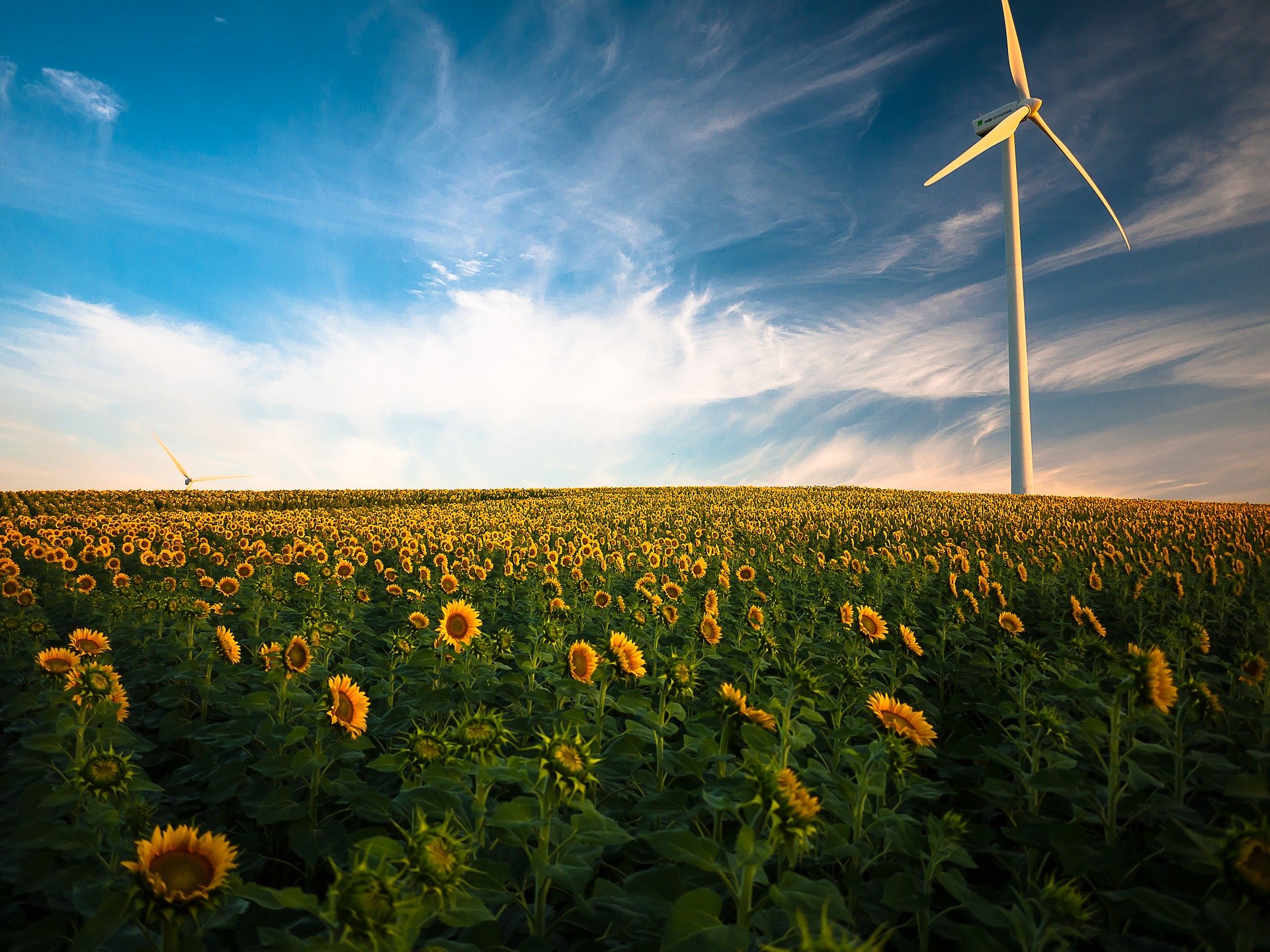 Windkraftanlage mit Sonnenblumen Windkraftanlage mit Sonnenblumen